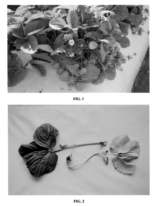 Figure 1 of US plant patent PP22218, the photograph of DrisStrawSeventeen printed in the patent.