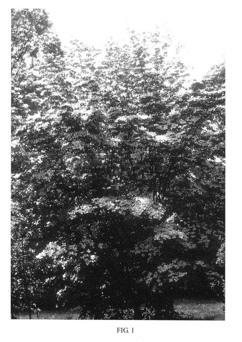 Figure 1 of US plant patent PP22219, the photograph of KF 111-1 printed in the patent.