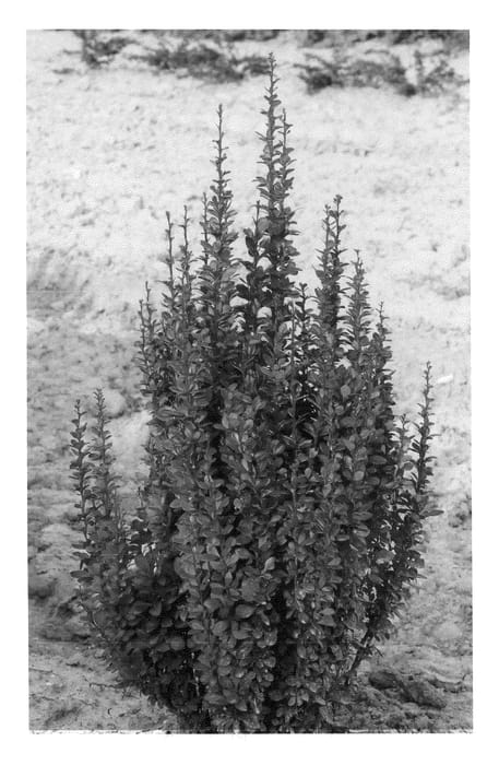 Figure 1 of US plant patent PP22220, the photograph of Redtorch printed in the patent.