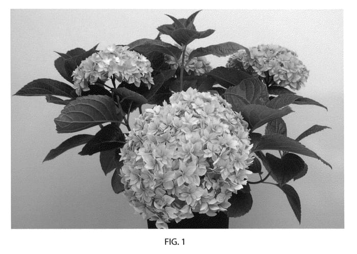 Figure 1 of US plant patent PP22221, the photograph of Perfection printed in the patent.