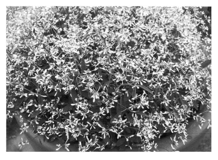 Figure 1 of US plant patent PP22222, the photograph of GL Hip Hop printed in the patent.