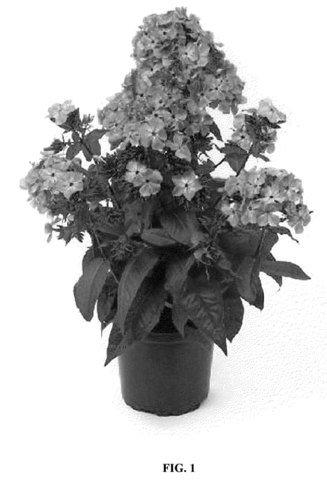 Figure 1 of US plant patent PP22223, the photograph of Barsixtyone printed in the patent.