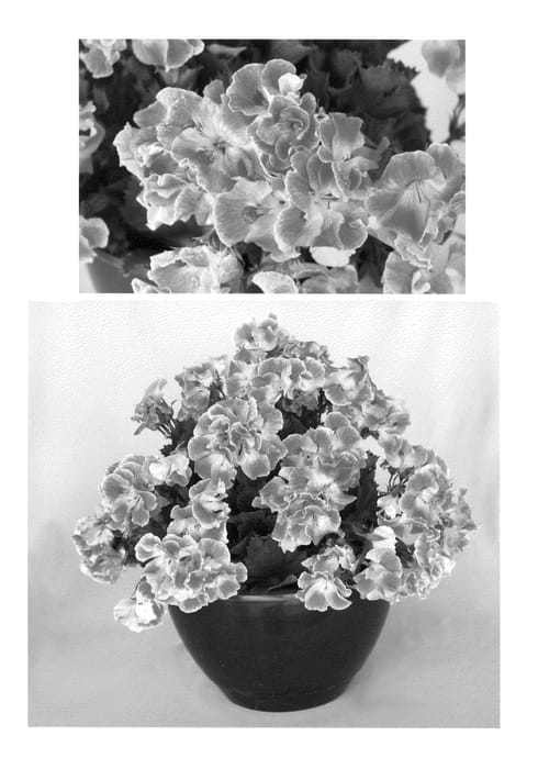 Figure 1 of US plant patent PP22224, the photograph of Oglger5041 printed in the patent.
