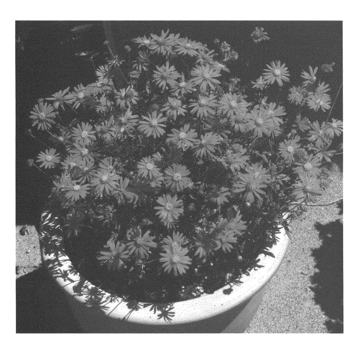 Figure 1 of US plant patent PP22225, the photograph of Magenta Magic printed in the patent.