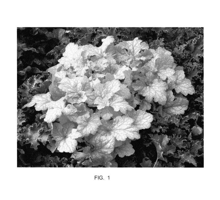 Figure 1 of US plant patent PP22226, the photograph of TNMT printed in the patent.
