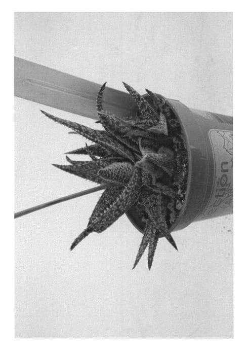 Figure 1 of US plant patent PP22227, the photograph of Pickled Pink printed in the patent.