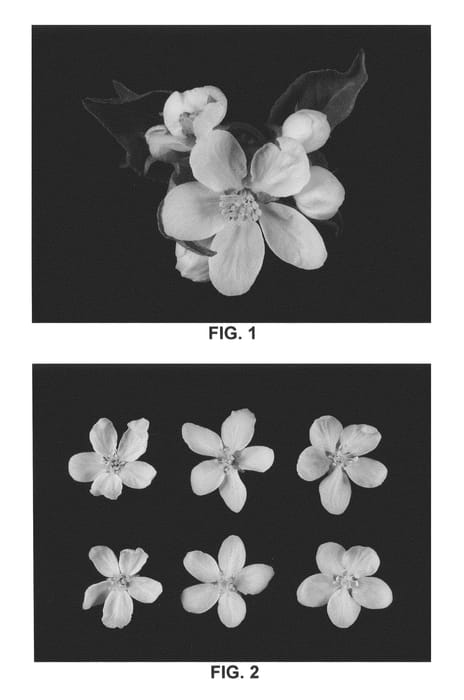 Figure 1 of US plant patent PP22228, the photograph of New York 1 printed in the patent.