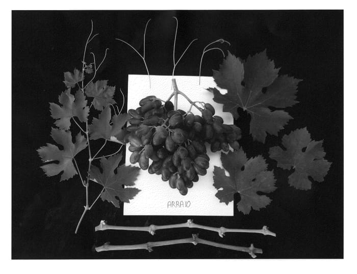 Figure 1 of US plant patent PP22229, the photograph of ARRATEN printed in the patent.