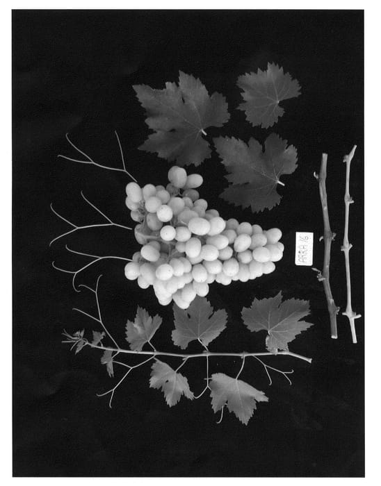 Figure 1 of US plant patent PP22230, the photograph of ARRASIXTEEN printed in the patent.