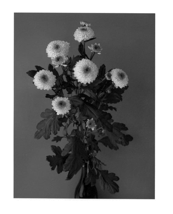 Figure 1 of US plant patent PP22231, the photograph of Dekskye printed in the patent.