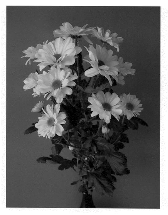 Figure 1 of US plant patent PP22232, the photograph of Deksavanna printed in the patent.