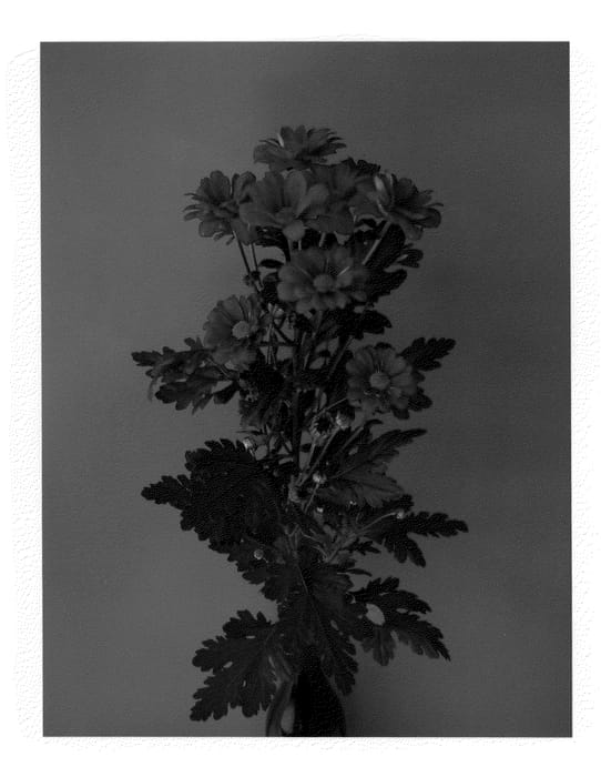 Figure 1 of US plant patent PP22233, the photograph of Dekrodian printed in the patent.