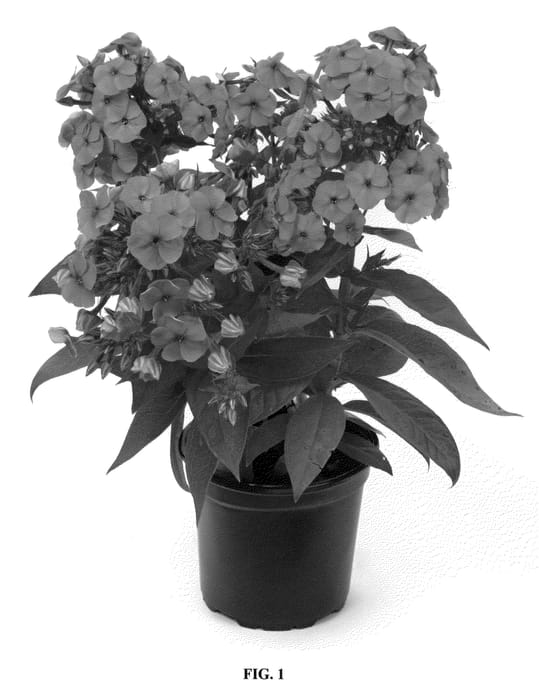 Figure 1 of US plant patent PP22234, the photograph of Barsixtytwo printed in the patent.