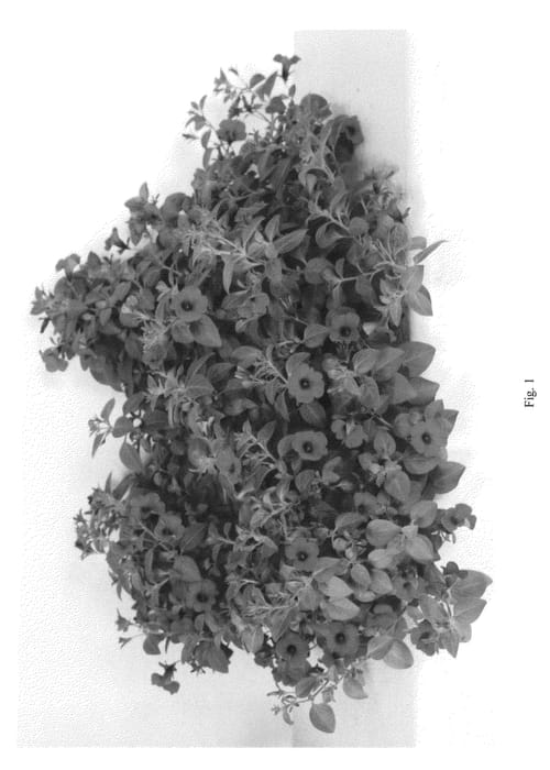 Figure 1 of US plant patent PP22236, the photograph of Daiichi Bluette Purple2 printed in the patent.