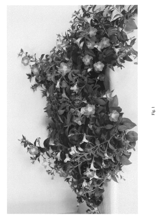 Figure 1 of US plant patent PP22237, the photograph of Bluette Gradation Pink printed in the patent.