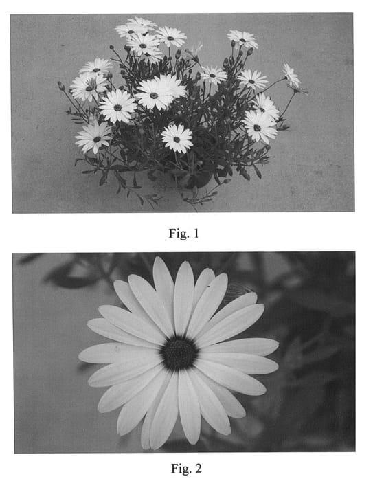 Figure 1 of US plant patent PP22238, the photograph of SAKOST021 printed in the patent.