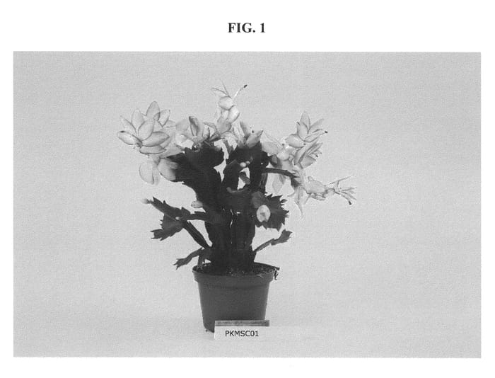 Figure 1 of US plant patent PP22239, the photograph of PKMSC01 printed in the patent.