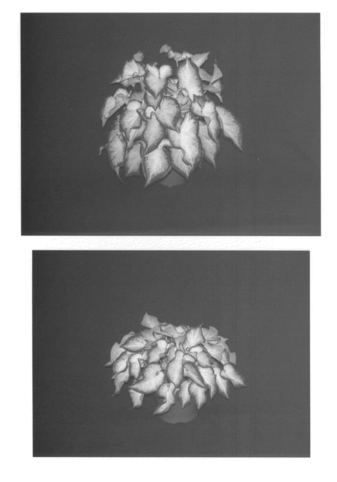 Figure 1 of US plant patent PP22240, the photograph of White Dynasty printed in the patent.
