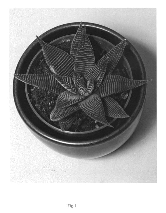 Figure 1 of US plant patent PP22241, the photograph of L1 printed in the patent.