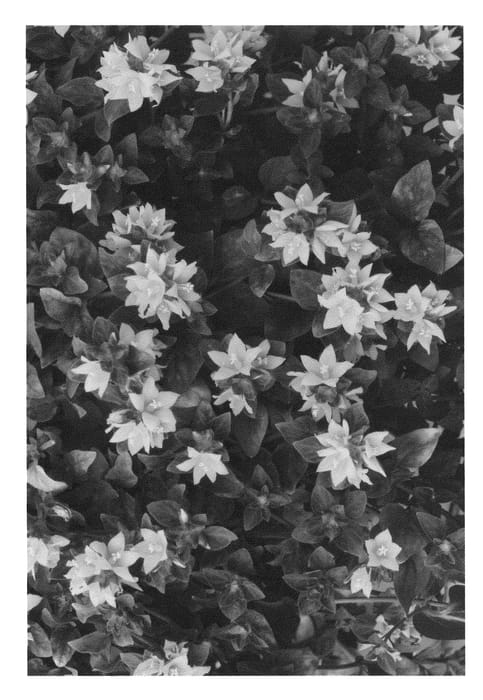 Figure 1 of US plant patent PP22242, the photograph of Midnight Sun printed in the patent.