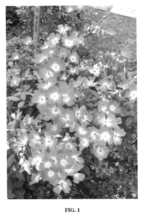 Figure 1 of US plant patent PP22243, the photograph of Te Qiao printed in the patent.