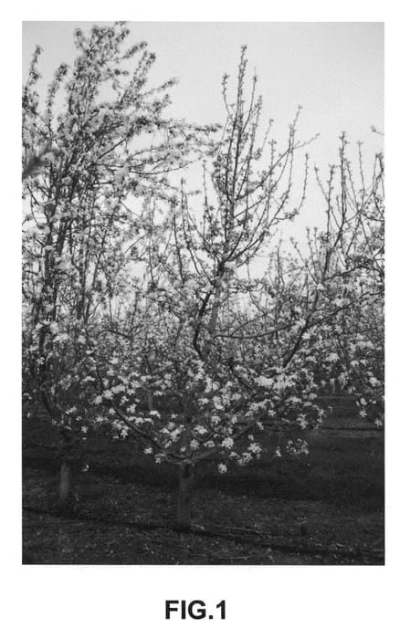 Figure 1 of US plant patent PP22244, the photograph of LJ-1000 printed in the patent.