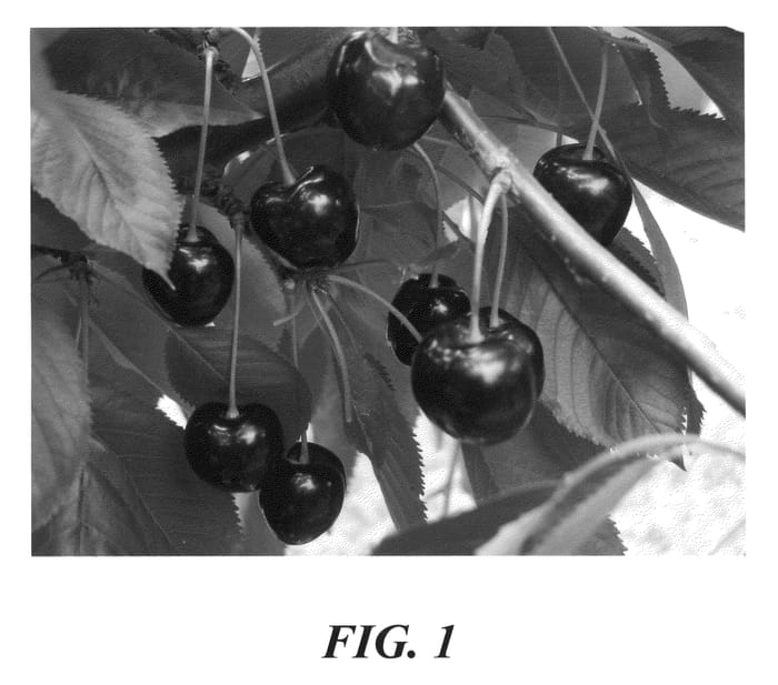 Figure 1 of US plant patent PP22245, the photograph of Korvik printed in the patent.