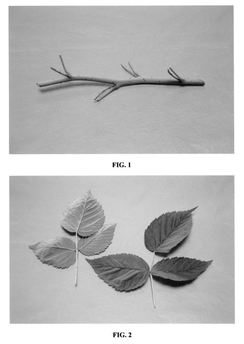 Figure 1 of US plant patent PP22246, the photograph of DrisRaspTwo printed in the patent.
