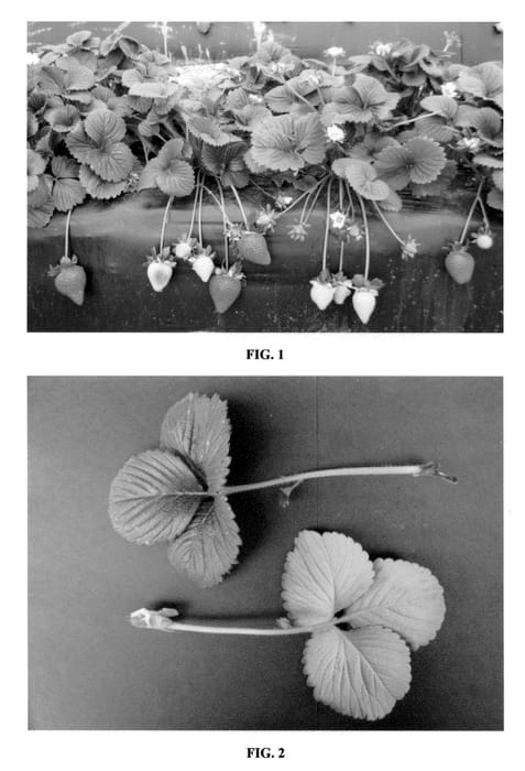 Figure 1 of US plant patent PP22247, the photograph of DrisStrawSixteen printed in the patent.