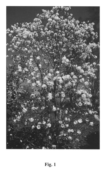 Figure 1 of US plant patent PP22248, the photograph of Centennial Blush printed in the patent.
