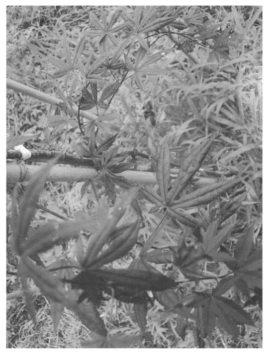 Figure 1 of US plant patent PP22249, the photograph of JN4 printed in the patent.