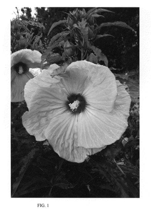 Figure 1 of US plant patent PP22250, the photograph of Party Favor printed in the patent.