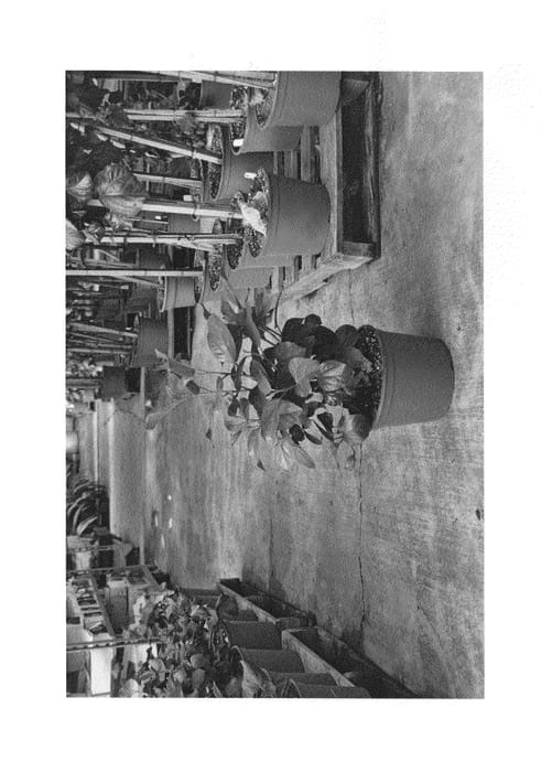 Figure 1 of US plant patent PP22251, the photograph of DUP-CRW printed in the patent.