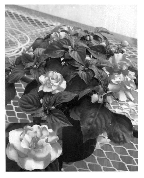 Figure 1 of US plant patent PP22252, the photograph of Silt Oragsar printed in the patent.