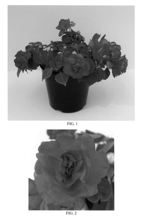 Figure 1 of US plant patent PP22253, the photograph of Balfiesunre printed in the patent.