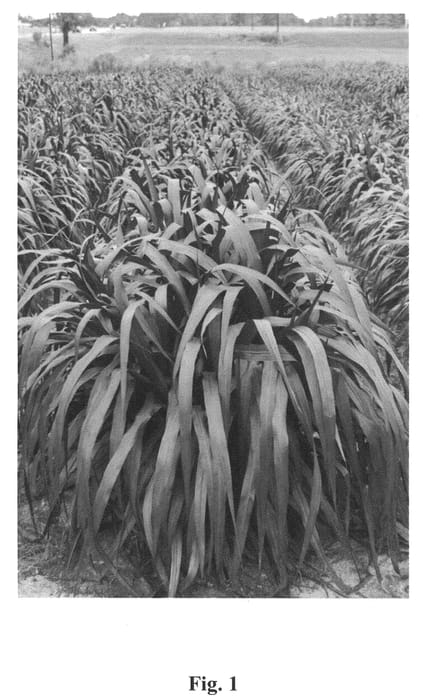 Figure 1 of US plant patent PP22254, the photograph of Tift-8 printed in the patent.