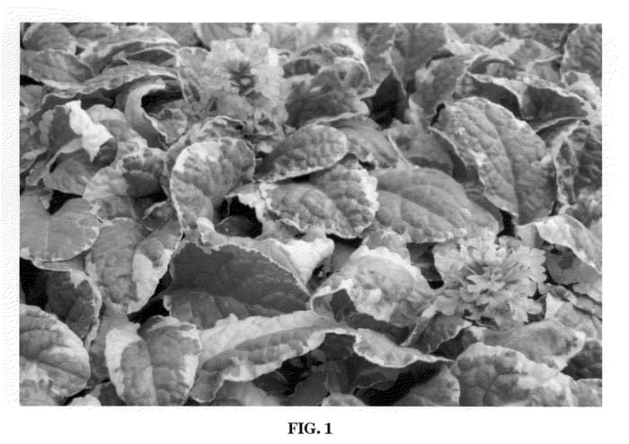 Figure 1 of US plant patent PP22255, the photograph of Pink Lightning printed in the patent.