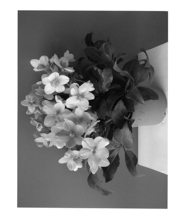 Figure 1 of US plant patent PP22256, the photograph of COSEH 770 printed in the patent.