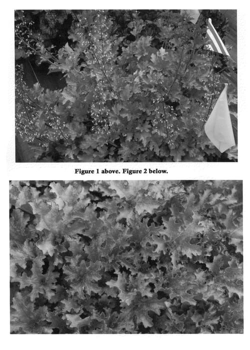 Figure 1 of US plant patent PP22257, the photograph of Ginger Peach printed in the patent.