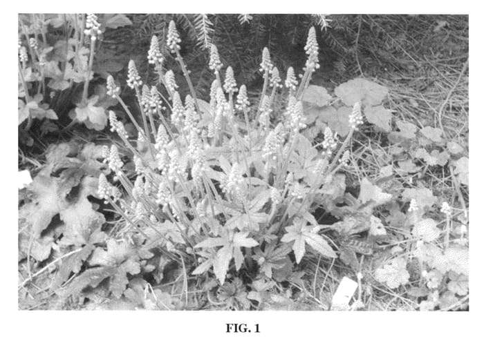 Figure 1 of US plant patent PP22258, the photograph of Stephanie Cohen printed in the patent.