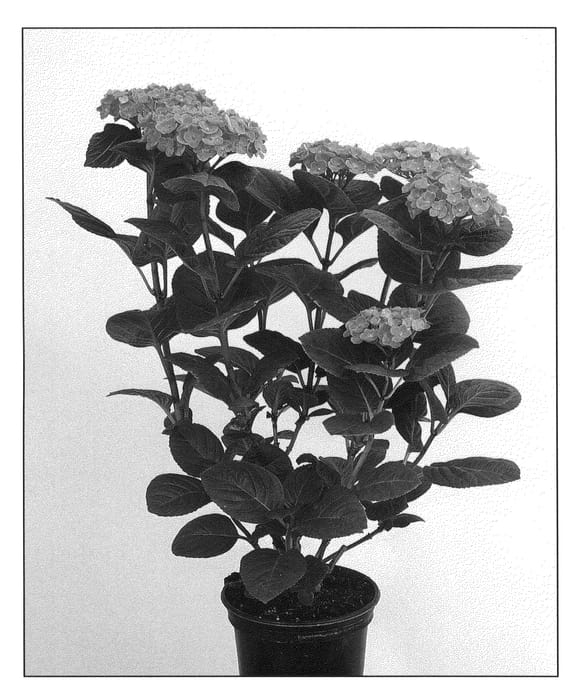 Figure 1 of US plant patent PP22259, the photograph of Hokomac printed in the patent.