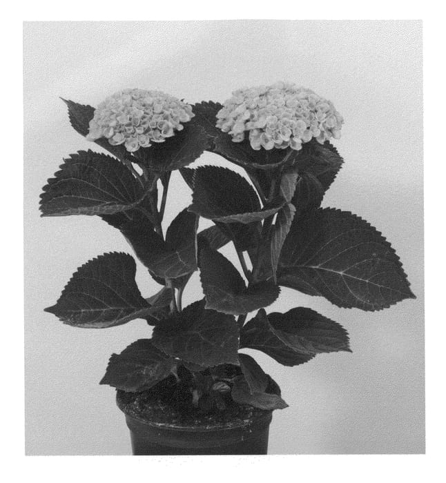 Figure 1 of US plant patent PP22260, the photograph of Hokomarevo printed in the patent.