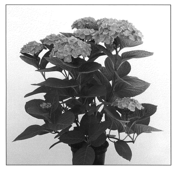 Figure 1 of US plant patent PP22261, the photograph of Hokomathyst printed in the patent.