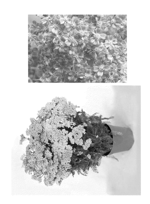 Figure 1 of US plant patent PP22262, the photograph of Peachy Seduction printed in the patent.