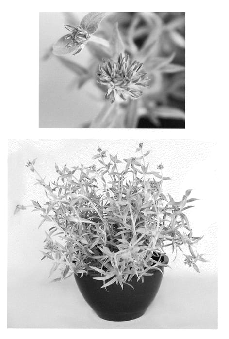 Figure 1 of US plant patent PP22263, the photograph of Balboa printed in the patent.