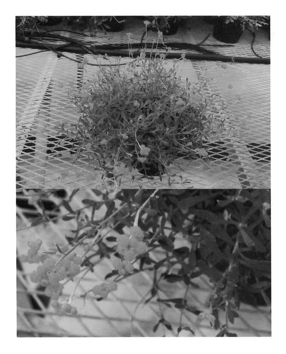 Figure 1 of US plant patent PP22264, the photograph of Bonchryki printed in the patent.