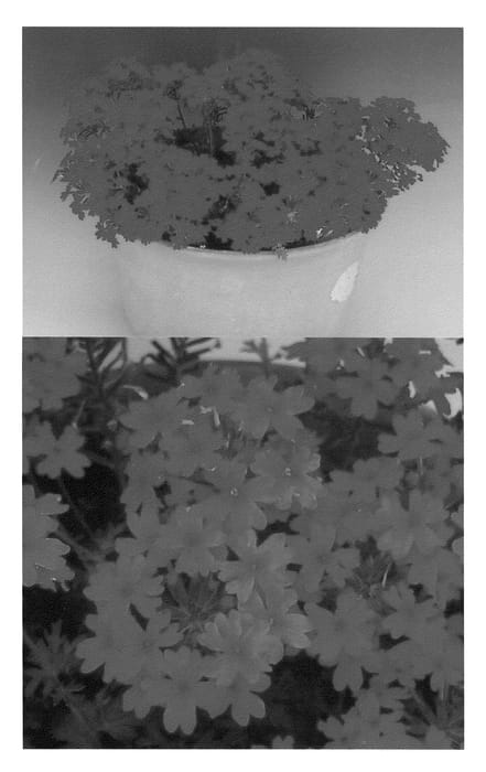 Figure 1 of US plant patent PP22265, the photograph of Suntapicore printed in the patent.