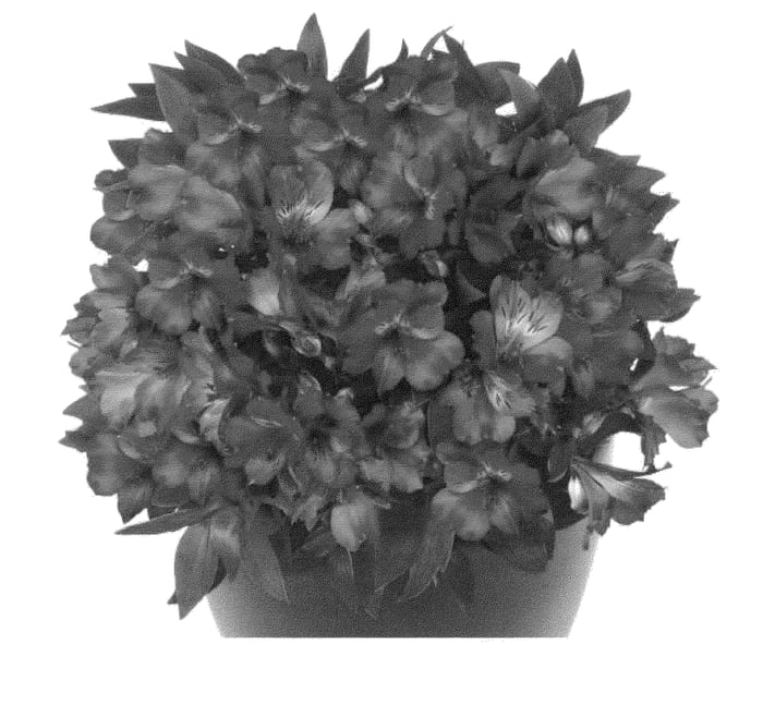 Figure 1 of US plant patent PP22266, the photograph of Tesmach printed in the patent.