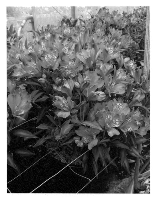 Figure 1 of US plant patent PP22267, the photograph of Koncajoli printed in the patent.