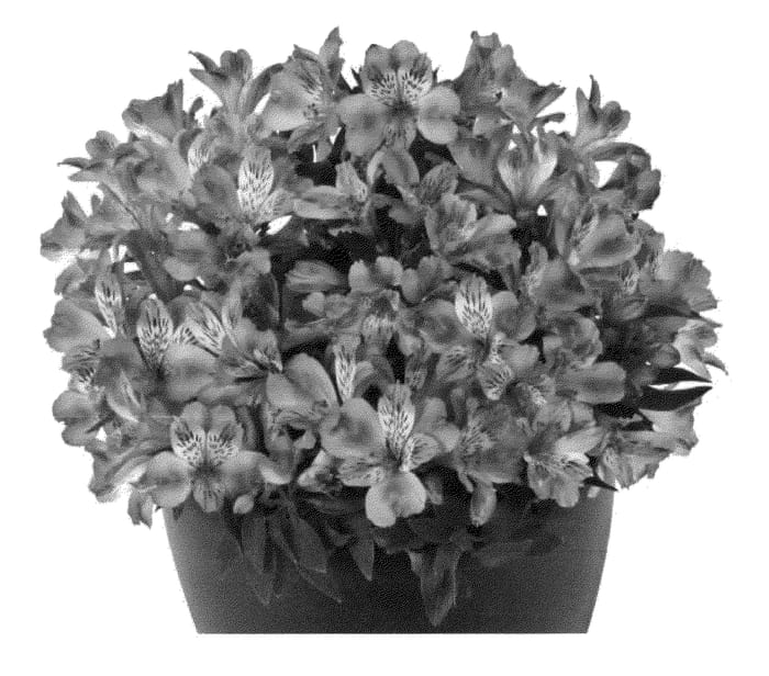 Figure 1 of US plant patent PP22268, the photograph of Tesnava printed in the patent.